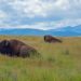 Best Things to do in Montana
