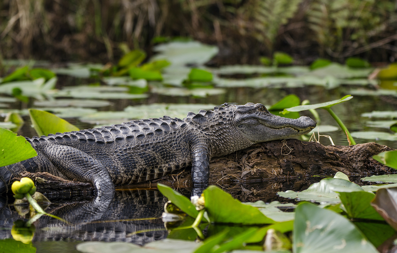 Okefenokee National Wildlife Refuge