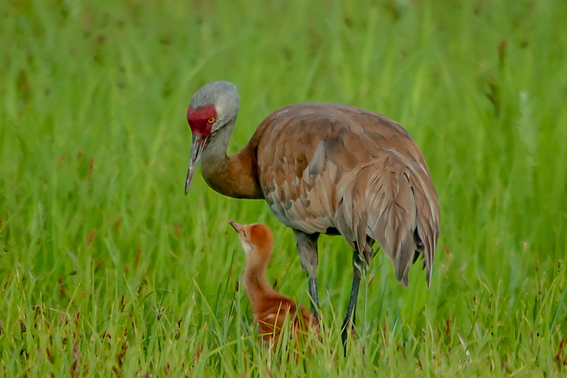 Potter Marsh Bird Sanctuary