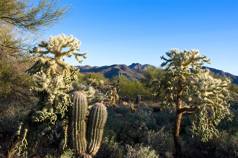Tucson Mountain Park