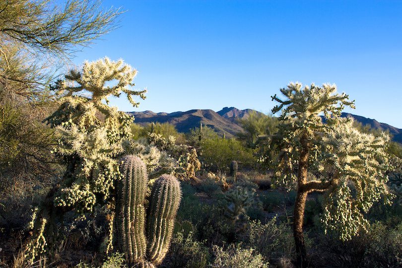 Tucson Mountain Park