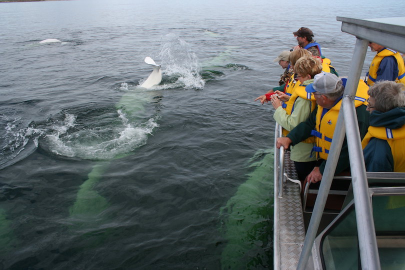 Beluga Whale Watching