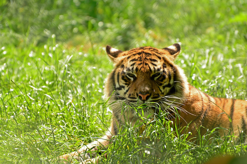 Chester Zoo