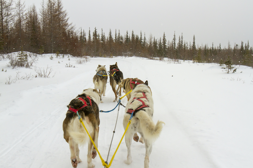 Dog Sledding