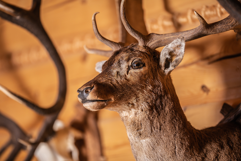 Durango Wildlife Museum