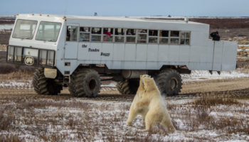 Things to Do in Churchill, Manitoba