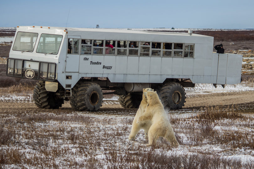 Polar Bear Watching