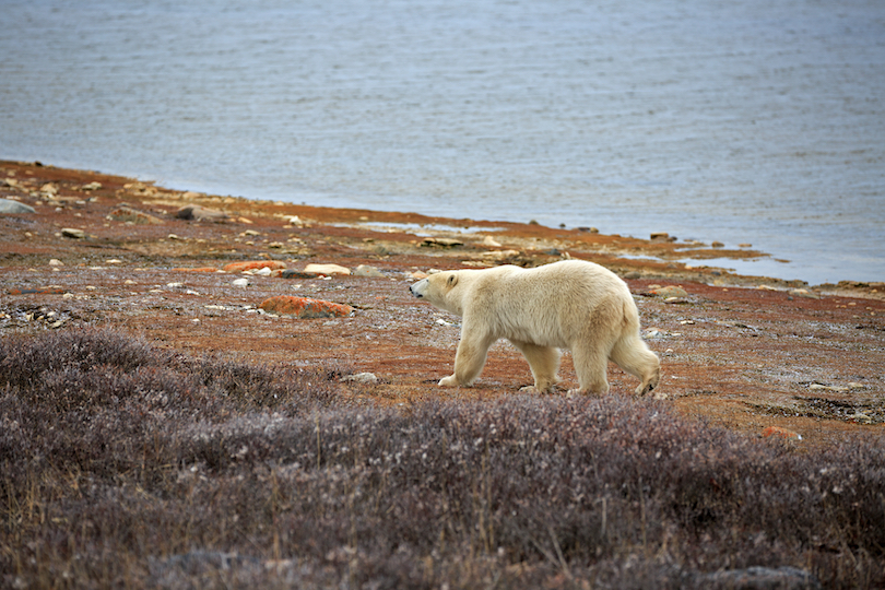 Wapusk National Park