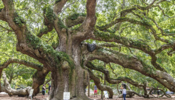 Best Things to do in Charleston, SC