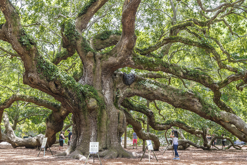 Angel Oak