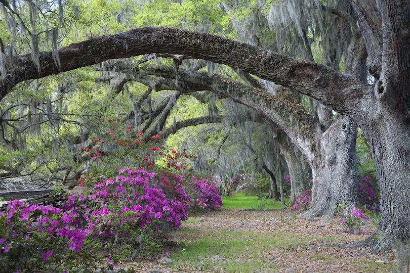 Magnolia Plantation & Gardens