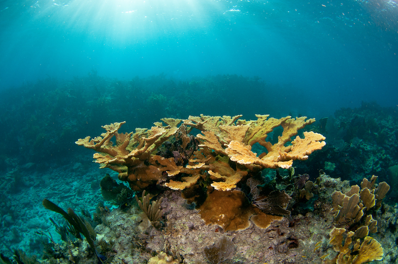Arrecife de melaza