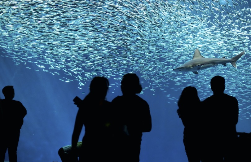 Monterey Bay Aquarium