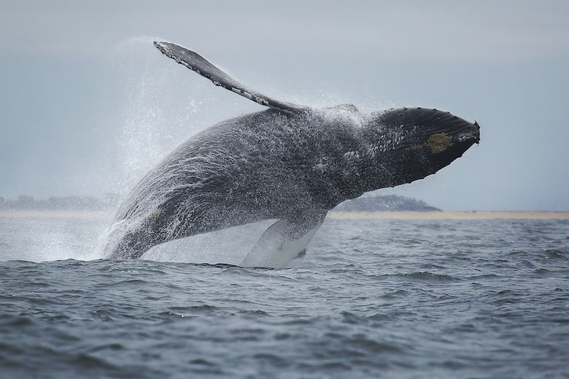 Whale Watching in Monterey Bay