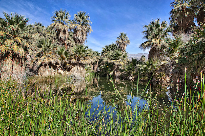 Coachella Valley Preserve