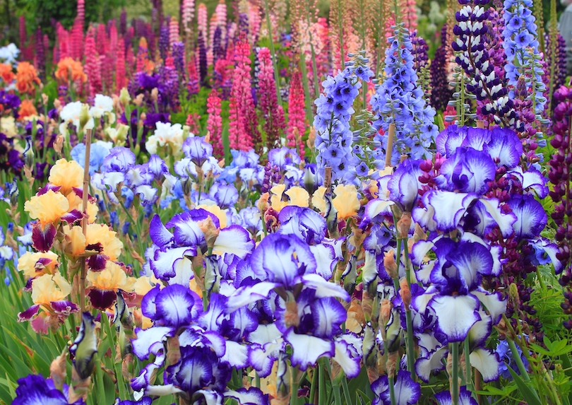 Jardines de Iris de Schreiner