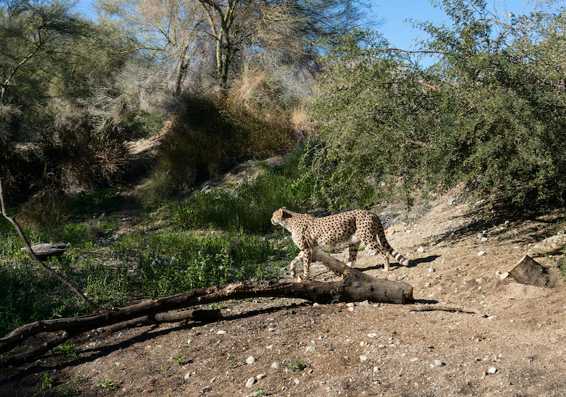 The Living Desert Zoo and Gardens