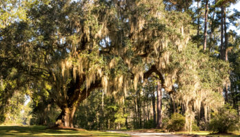 Spanish Moss Trail
