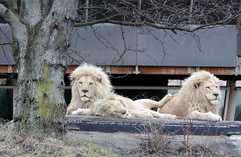 Toledo Zoo