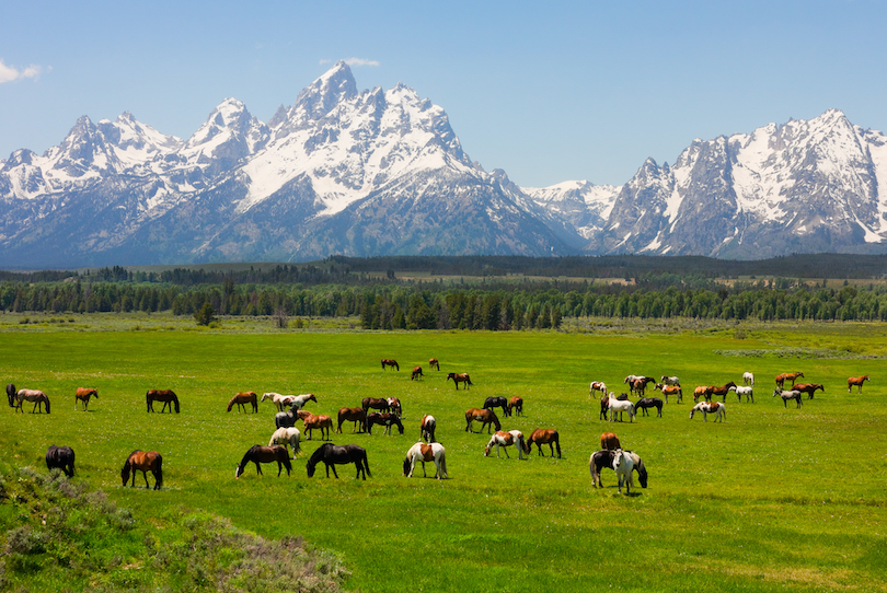 Grand Teton