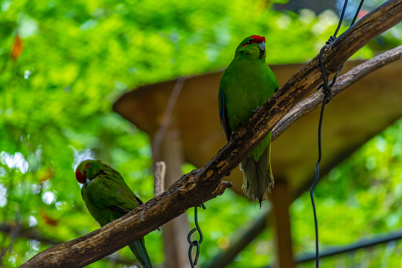 Parc ornithologique Kiwi