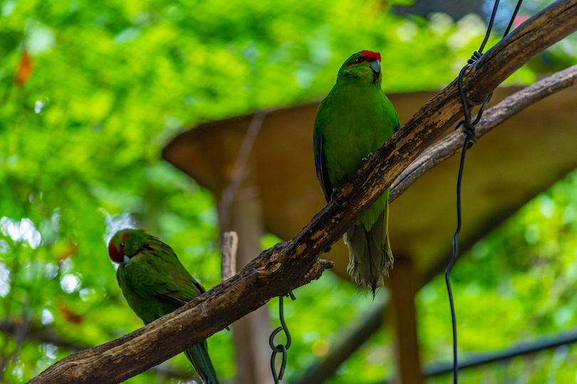 Kiwi Birdlife Park