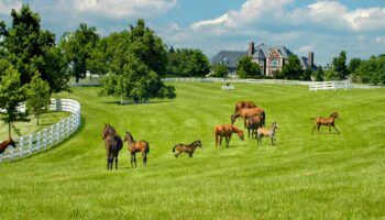 Lexington