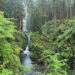 Hoh Rain Forest