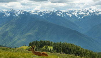 Hurricane Ridge