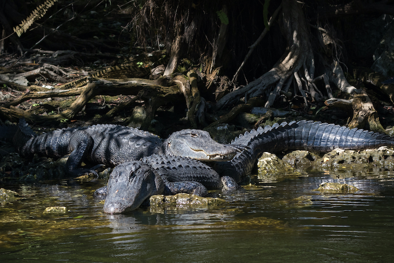 Big Cypress National Preserve