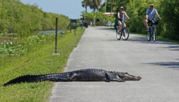 Things to do in Everglades National Park