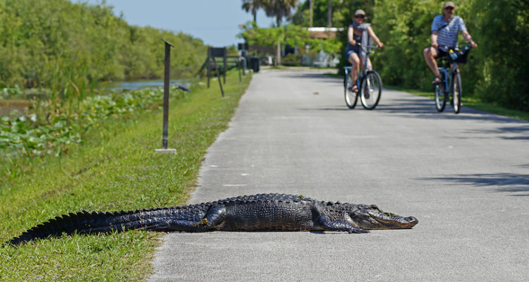 Things to do in Everglades National Park