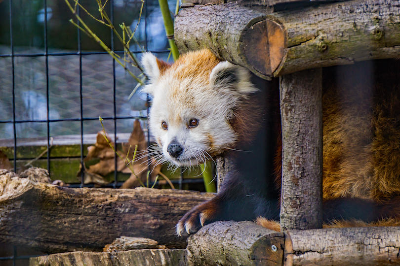 Mill Mountain Zoo