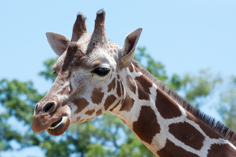 Timbavati Wildlife Park