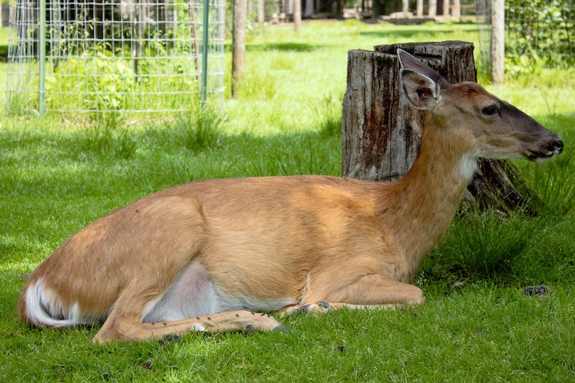 Wisconsin Deer Park