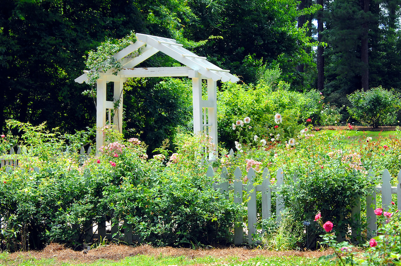 American Rose Center