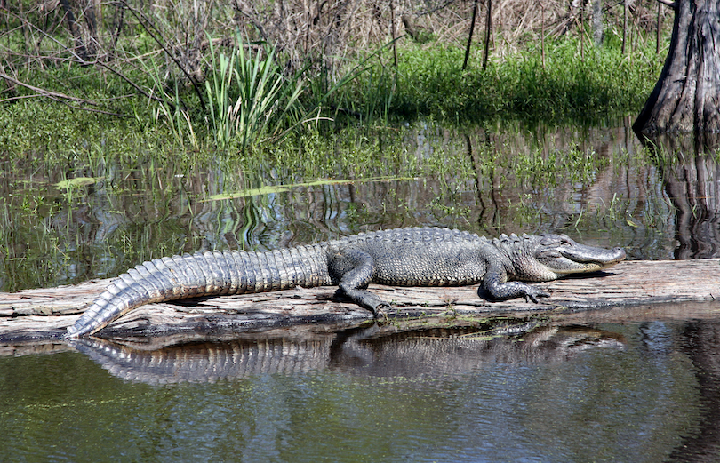 Creole Nature Trail