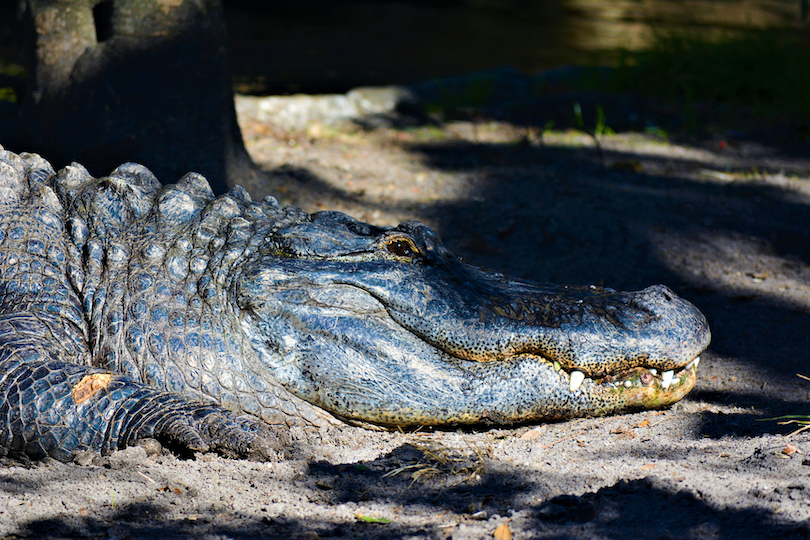 Gators and Friends