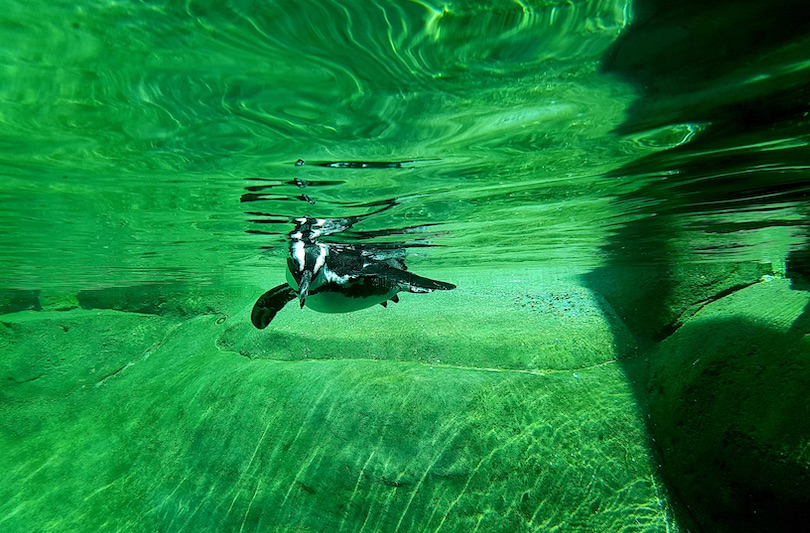 Little Rock Zoo