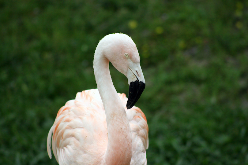 Baton Rouge Zoo