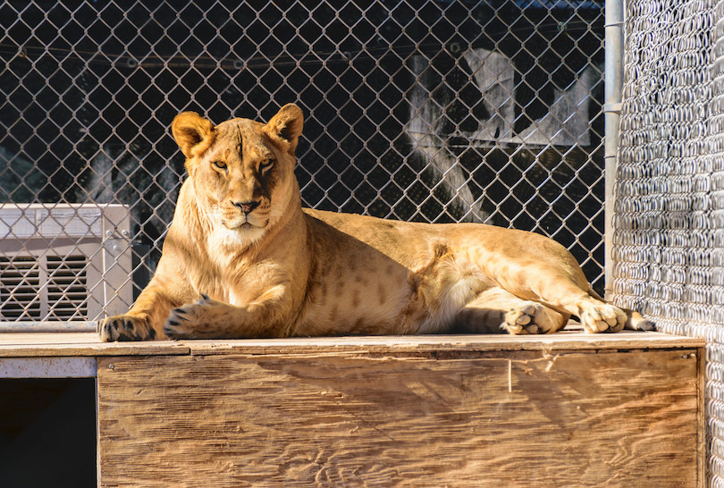 Lion Habitat Ranch