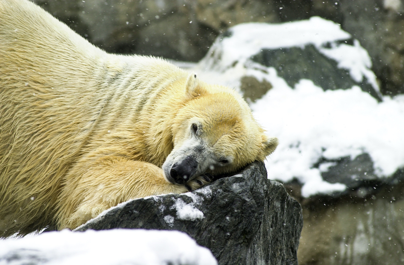 Roger Williams Park Zoo