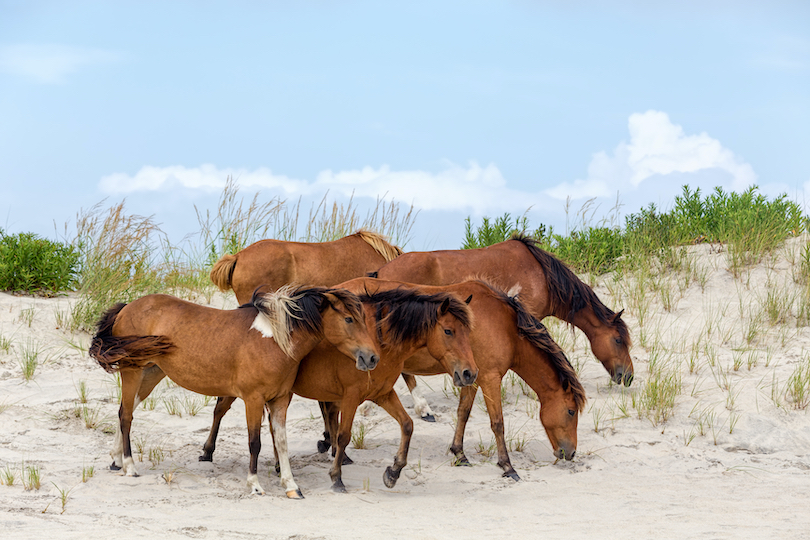 Assateague Island National Seashore