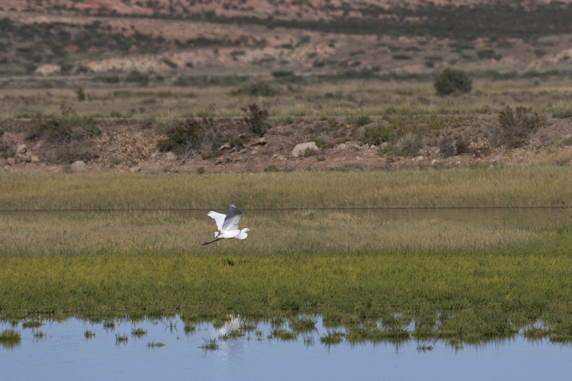 Bitter Lake National Wildlife Refuge