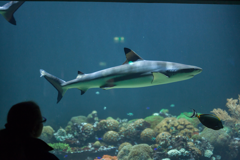 East Idaho Aquarium