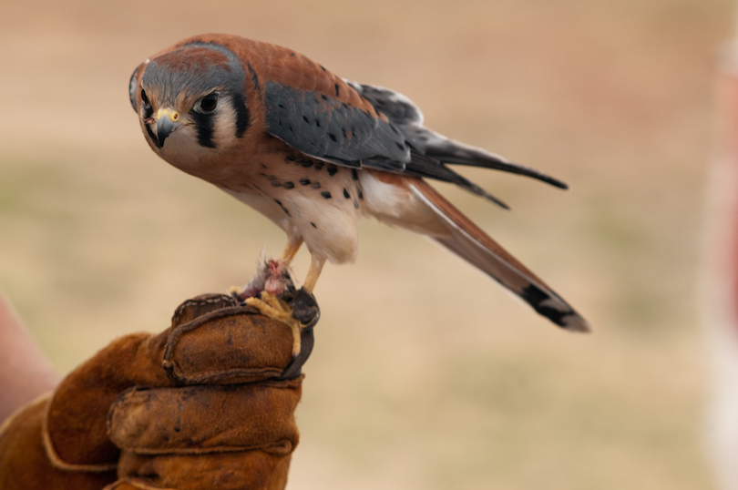 World Center For Birds of Prey