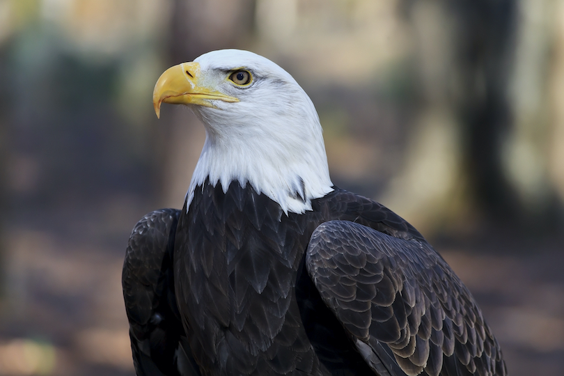 Alaska Raptor Center