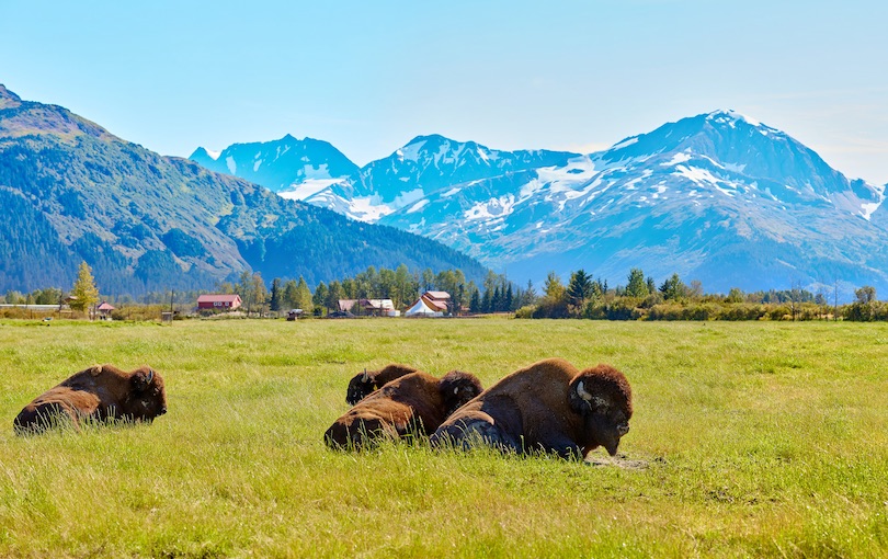 Alaska Wildlife Conservation Center