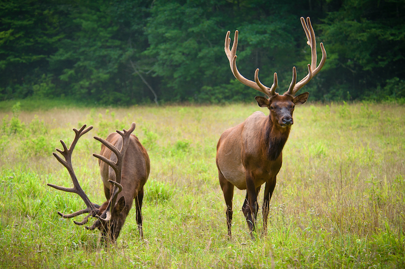 Great Smoky Mountains National Park