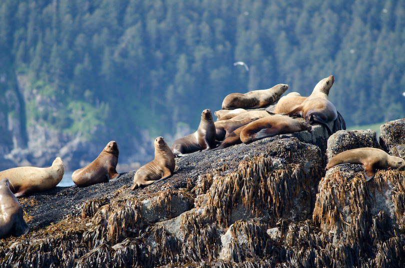 Kenai Fjords National Park